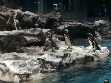 すみだ水族館に投稿された画像（2021/6/13）