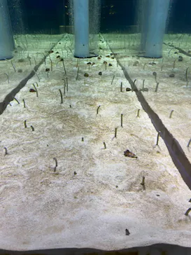 すみだ水族館に投稿された画像（2021/6/13）