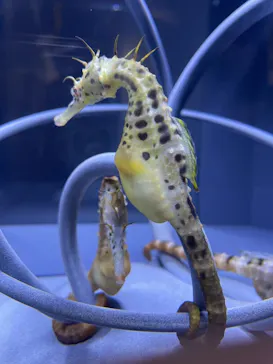 すみだ水族館に投稿された画像（2021/6/13）