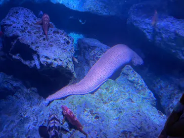 すみだ水族館に投稿された画像（2021/6/13）