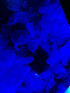 マクセル アクアパーク品川に投稿された画像（2021/6/13）