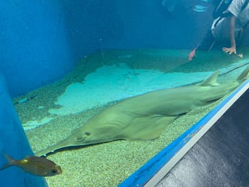 マクセル アクアパーク品川に投稿された画像（2021/6/13）