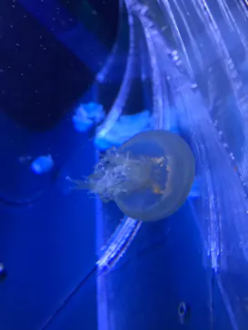 すみだ水族館に投稿された画像（2021/6/13）