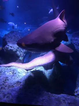すみだ水族館に投稿された画像（2021/6/13）