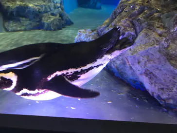 すみだ水族館に投稿された画像（2021/6/13）