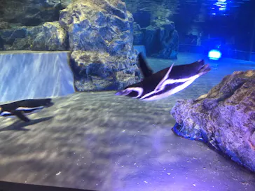 すみだ水族館に投稿された画像（2021/6/13）