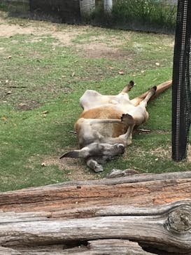 神戸どうぶつ王国に投稿された画像（2021/6/13）