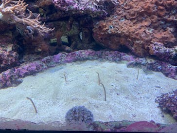 サンシャイン水族館に投稿された画像（2021/6/13）