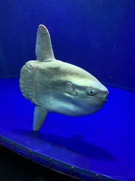 サンシャイン水族館に投稿された画像（2021/6/13）