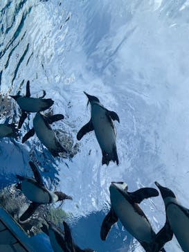 サンシャイン水族館に投稿された画像（2021/6/13）