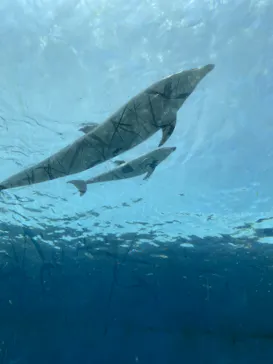 横浜・八景島シーパラダイスに投稿された画像（2021/6/13）