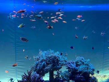 サンシャイン水族館に投稿された画像（2021/6/14）