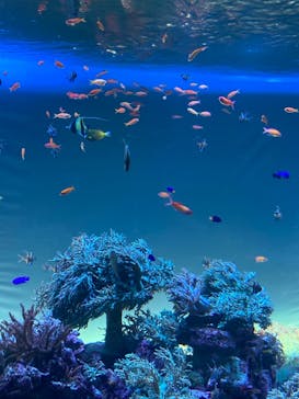 サンシャイン水族館に投稿された画像（2021/6/14）
