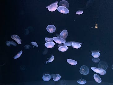 サンシャイン水族館に投稿された画像（2021/6/14）