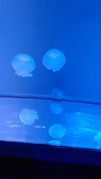 すみだ水族館に投稿された画像（2021/6/14）