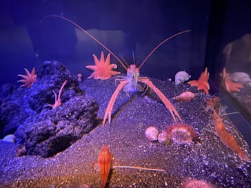 新江ノ島水族館に投稿された画像（2021/6/14）