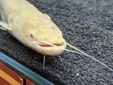 カワスイ 川崎⽔族館に投稿された画像（2021/6/14）