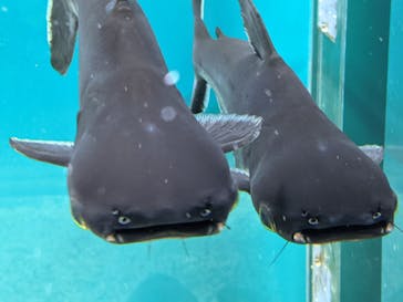 カワスイ 川崎⽔族館に投稿された画像（2021/6/14）