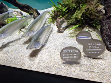 カワスイ 川崎⽔族館に投稿された画像（2021/6/14）