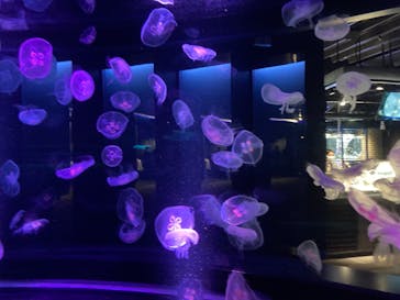 京都水族館に投稿された画像（2021/6/14）