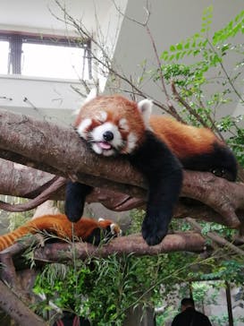 那須どうぶつ王国に投稿された画像（2021/6/14）