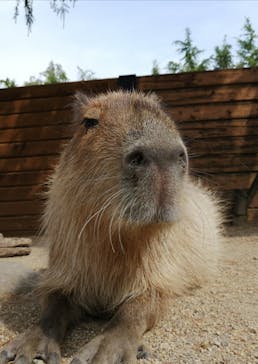 那須どうぶつ王国に投稿された画像（2021/6/14）