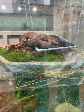 サンシャイン水族館に投稿された画像（2021/6/14）