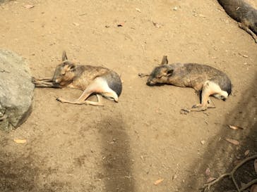 伊豆シャボテン動物公園に投稿された画像（2021/6/15）