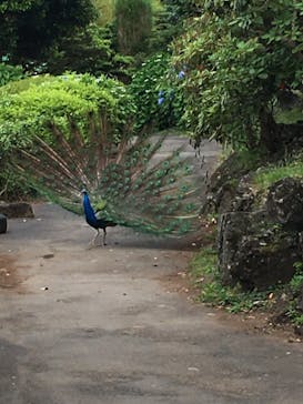 伊豆シャボテン動物公園に投稿された画像（2021/6/15）