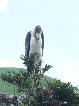 伊豆シャボテン動物公園に投稿された画像（2021/6/15）