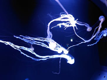 サンシャイン水族館に投稿された画像（2021/6/15）