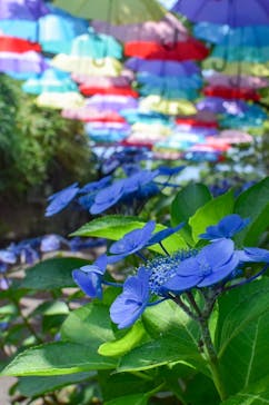 ニューヨークランプミュージアム＆フラワーガーデンに投稿された画像（2021/6/15）