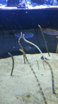 すみだ水族館に投稿された画像（2021/6/15）