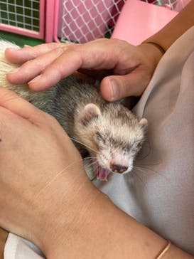 原宿かわいい動物園に投稿された画像（2021/6/15）