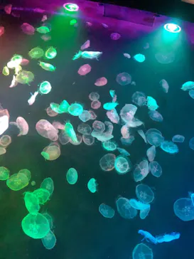 すみだ水族館に投稿された画像（2021/6/15）