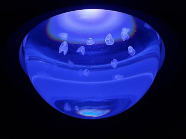 サンシャイン水族館に投稿された画像（2021/6/15）