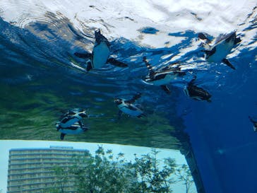 サンシャイン水族館に投稿された画像（2021/6/15）