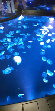 すみだ水族館に投稿された画像（2021/6/15）