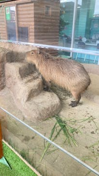 新江ノ島水族館に投稿された画像（2021/6/16）