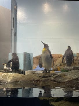 マクセル アクアパーク品川に投稿された画像（2021/6/16）