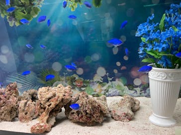 マクセル アクアパーク品川に投稿された画像（2021/6/16）