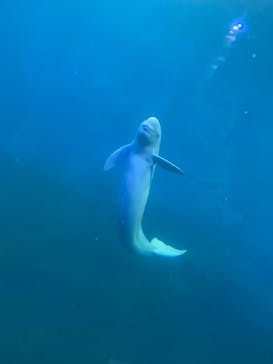 鳥羽水族館に投稿された画像（2021/6/16）