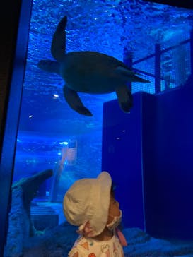 しながわ水族館に投稿された画像（2021/6/16）