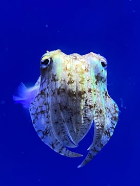 サンシャイン水族館に投稿された画像（2021/6/16）