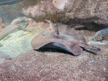 サンシャイン水族館に投稿された画像（2021/6/16）