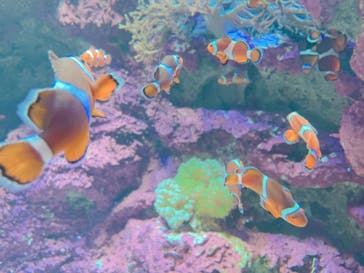 サンシャイン水族館に投稿された画像（2021/6/16）