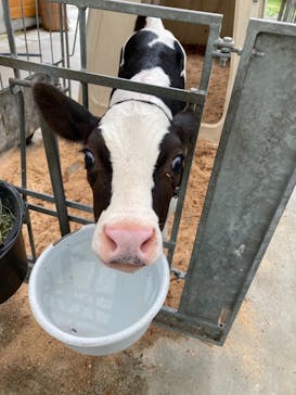 まかいの牧場に投稿された画像（2021/6/16）