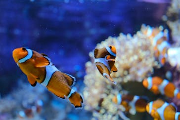 サンシャイン水族館に投稿された画像（2021/6/16）