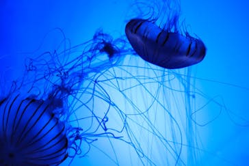 サンシャイン水族館に投稿された画像（2021/6/16）