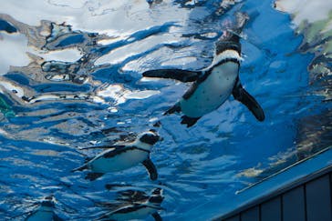 サンシャイン水族館に投稿された画像（2021/6/16）